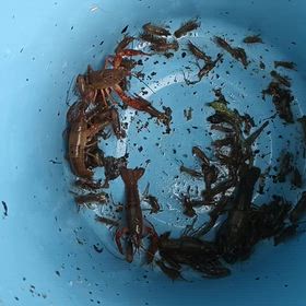 鶴見緑地の自然環境の調査ボラティリティアに、参加の画像