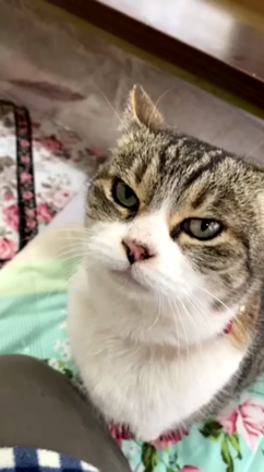 実家での福ちゃん(猫)との会話♡の記事動画