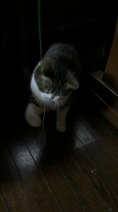 実家で猫の福ちゃん撮影！の記事動画