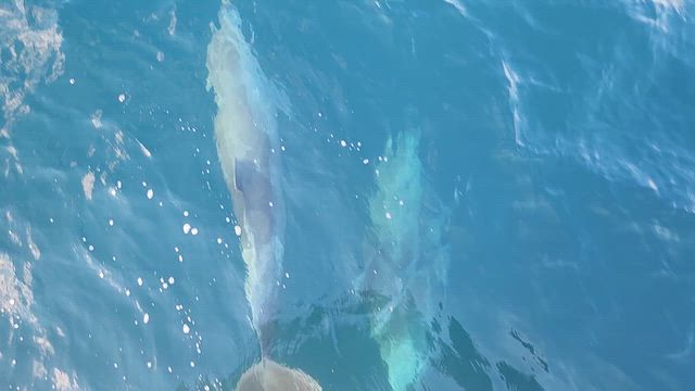 楽の記事動画
