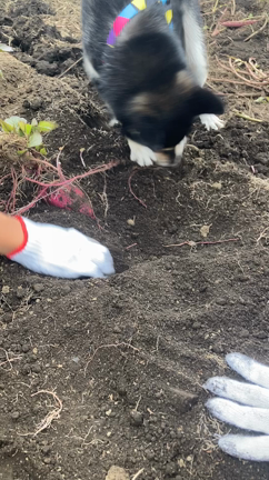 ワンコがお芋掘りーの記事動画