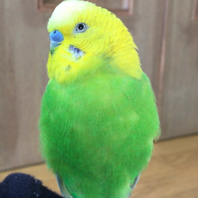 お久しぶりです、ジョイですの画像