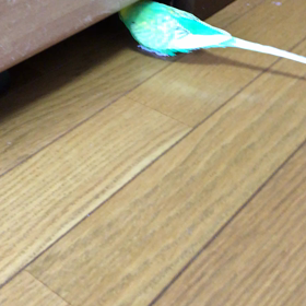 取れたどーの画像
