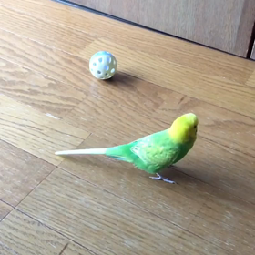 オリャーーーーの画像