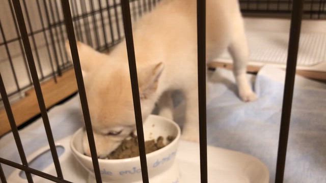 うちの子記念日260807の記事動画