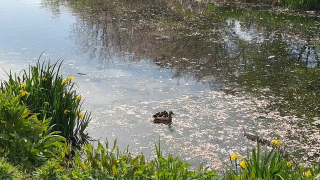 今泉名水桜公園260412の記事動画