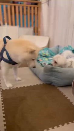 るるお預かり260910の記事動画