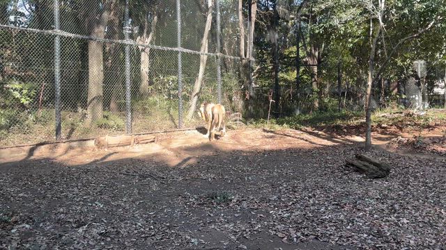 ず～らしあん。の記事動画