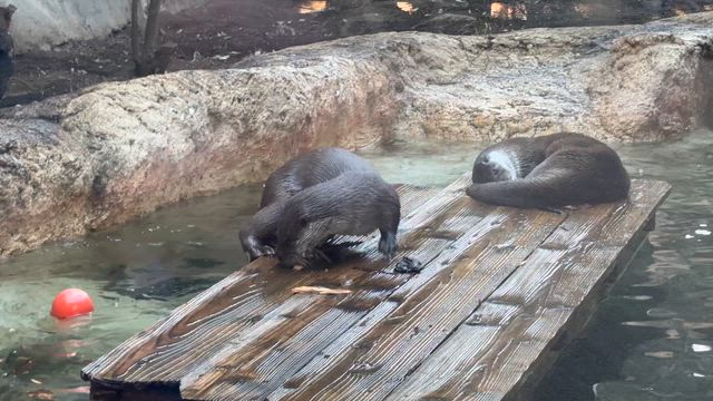 ず～らしあん。の記事動画