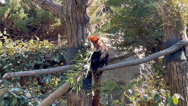 ず～らしあん。の記事動画