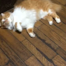 今日は猫の日の画像