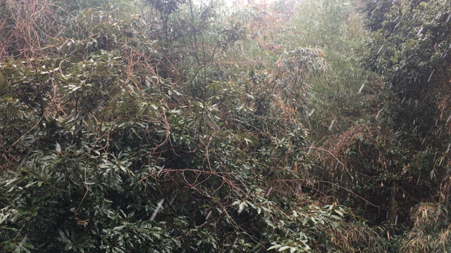 雪！！！の記事動画