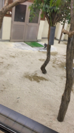 動物園レポの記事動画