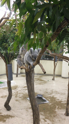動物園レポの記事動画