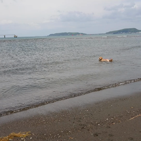 フライング海びらきの画像