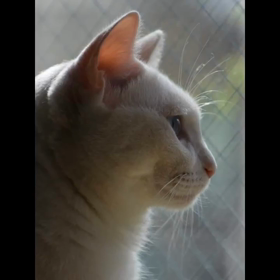 つーにゃんの動画の画像