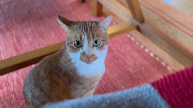 甘えん坊の記事動画