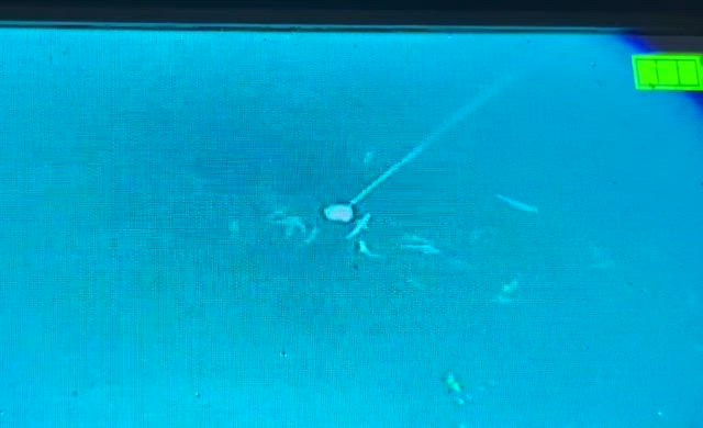 30日マダイ釣り大会、1名急募の記事動画