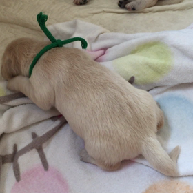コテンっ>_<の画像