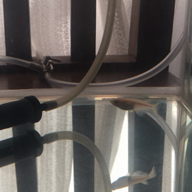 メダカ(2018/12/15 動画)の画像