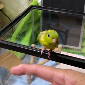 飛ぶようになりました。の画像