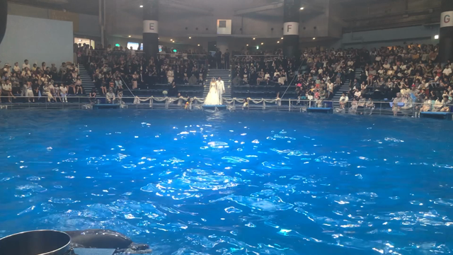 イルカに祝福される結婚式の記事動画