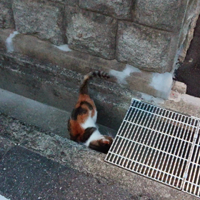 猫の日の画像