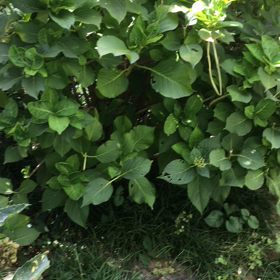 憲俊です。〜しっぽピコピコ〜の画像