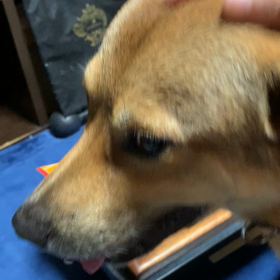憲俊です。〜犬狂いが止まらない〜の画像