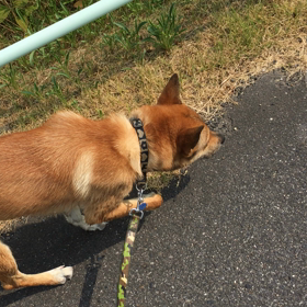 憲俊です。〜アイスベリーバグ〜の画像