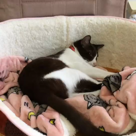 アリスのフミフミの画像