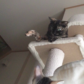 メイちゃん遊ぶの画像