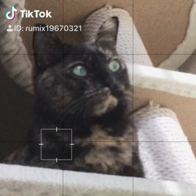 メイちゃんごめんねの画像