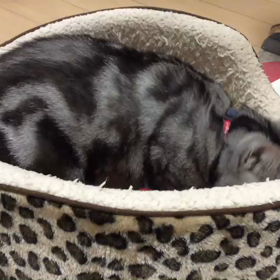 サリーのフミフミの画像