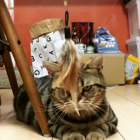 猫じゃらしの画像