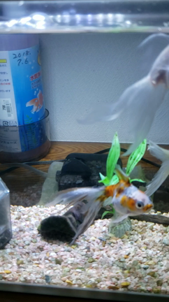 【金魚動画】我が家のぎょぴちゃん★の記事動画