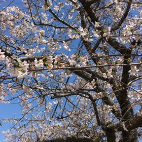 桜が風にそよそよ。。の画像
