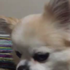 スティィィイイル！！ リョウガの画像