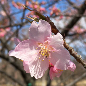 春。の画像