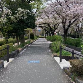 さくらの画像