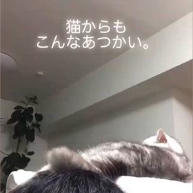 【ねこのめろん】　が教えてくれたこと。の画像