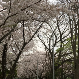 一応。の画像