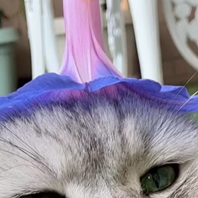 お盆の画像