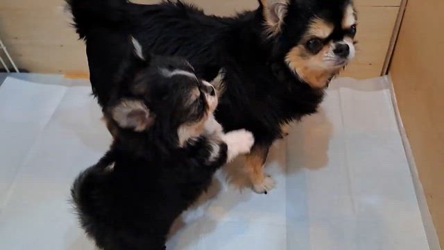 クリスマスイブ産まれ愛嬌たっぷりかまってちゃんのチワワちゃんの記事動画