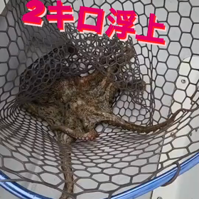 2キロ浮上の画像