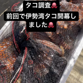 タコ開幕〜の画像