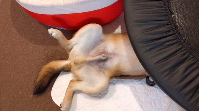 過去イチ警戒心ゼロな柴三郎の寝姿の記事動画
