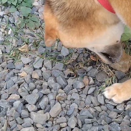 庭でたんぱく質補給する柴三郎の記事動画