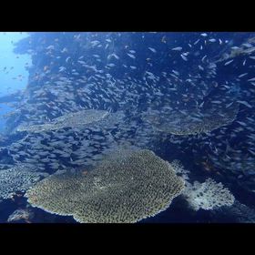 2025/09/14〜15日のウグル沖の島 diving‼️の画像