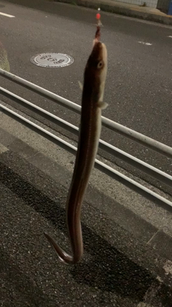 絨毯時々釣りの記事動画
